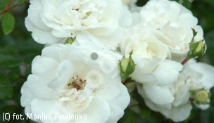 róża 'White New Dawn' - Rosa 'White New Dawn' 
