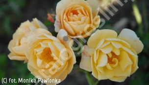 róża YELLOW FAIRY 'Poulfair' - Rosa YELLOW FAIRY 'Poulfair' 