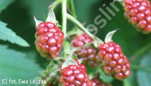 jeżyna bezkolcowa - Rubus fruticosus 