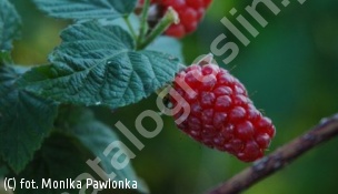 malino-jeżyna 'Tayberry' - Rubus 'Tayberry' 