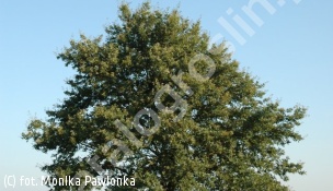 dąb szypułkowy - Quercus robur 