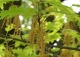 dąb czerwony - Quercus rubra 