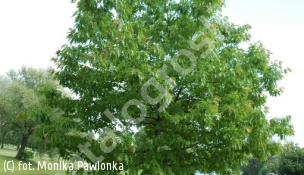 dąb czerwony - Quercus rubra 