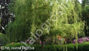 wierzba nagrobna 'Chrysocoma' - Salix ×sepulcralis 'Chrysocoma' 