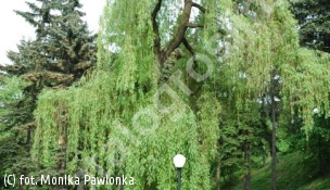 wierzba nagrobna 'Chrysocoma' - Salix ×sepulcralis 'Chrysocoma' 