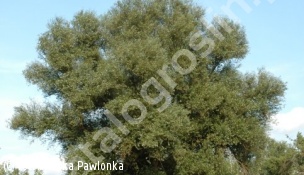 wierzba biała - Salix alba 