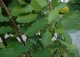 wierzba iwa 'Kilmarnock' - Salix caprea 'Kilmarnock' 