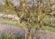 wierzba 'Erythroflexuosa' - Salix 'Erythroflexuosa' 