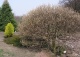 wierzba szwajcarska - Salix helvetica 