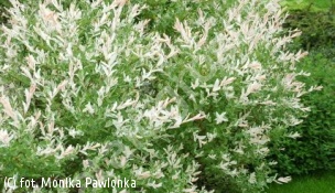wierzba całolistna 'Hakuro-nishiki' - Salix integra 'Hakuro-nishiki' 