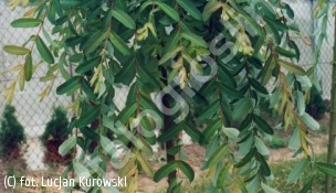 wierzba całolistna 'Pendula' - Salix integra 'Pendula' 