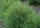 wierzba purpurowa 'Nana' - Salix purpurea 'Nana' 