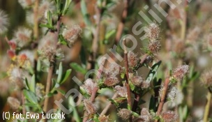 wierzba płożąca - Salix repens 