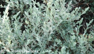wierzba płożąca odm. srebrzysta - Salix repens var. nitida 