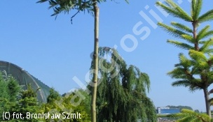 wierzba dalekowschodnia - Salix subopposita 