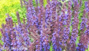 szałwia omszona 'Mainacht' - Salvia nemorosa 'Mainacht' 
