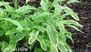 szałwia lekarska 'Aurea' - Salvia officinalis 'Aurea' 