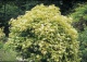 bez czarny 'Aurea' - Sambucus nigra 'Aurea' 