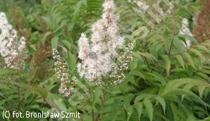 tawlina jarzębolistna - Sorbaria sorbifolia 