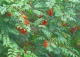 jarząb pospolity - Sorbus aucuparia 