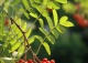 jarząb pospolity - Sorbus aucuparia 