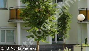 jarząb pospolity 'Fastigiata' - Sorbus aucuparia 'Fastigiata' 