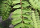 jarząb pospolity 'Pendula' - Sorbus aucuparia 'Pendula' 