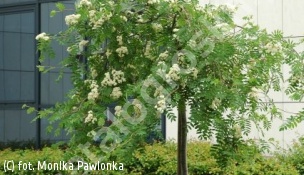 jarząb pospolity 'Pendula' - Sorbus aucuparia 'Pendula' 