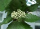 jarząb szwedzki - Sorbus intermedia 
