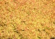 tawuła japońska 'Firelight' - Spiraea japonica 'Firelight' 