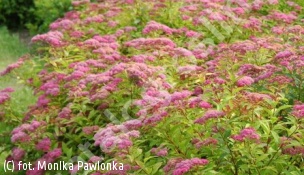 tawuła japońska 'Froebelii' - Spiraea japonica 'Froebelii' 