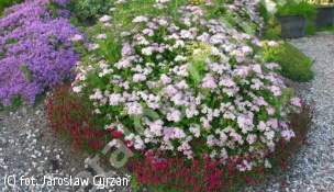 tawuła japońska 'Japanese Dwarf' - Spiraea japonica 'Japanese Dwarf' 