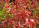 tawuła śliwolistna - Spiraea prunifolia 