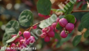 śnieguliczka Doorenbosa 'Mother of Pearl' - Symphoricarpos ×doorenbosii 'Mother of Pearl' 