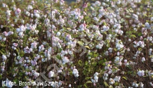 śnieguliczka Doorenbosa 'Taiga' - Symphoricarpos ×doorenbosii 'Taiga' 