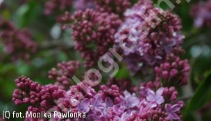 lilak pospolity - Syringa vulgaris 