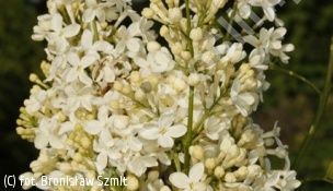 lilak pospolity 'Primrose' - Syringa vulgaris 'Primrose' 
