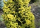 cis pospolity 'Summergold' - Taxus baccata 'Summergold' 