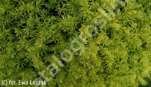 cis japoński 'Aurescens' - Taxus cuspidata 'Aurescens' 