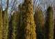 żywotnik zachodni 'Aurescens' - Thuja occidentalis 'Aurescens' 