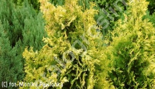 żywotnik zachodni 'Yellow Ribbon' - Thuja occidentalis 'Yellow Ribbon' 
