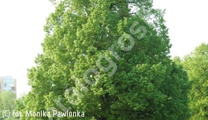 lipa holenderska 'Euchlora' - Tilia ×europaea 'Euchlora' 