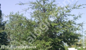 choina różnolistna - Tsuga diversifolia 