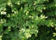 wiąz drobnolistny 'Geisha' - Ulmus parvifolia 'Geisha' 
