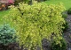wiąz drobnolistny 'Geisha' - Ulmus parvifolia 'Geisha' 