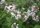 kalina koreańska - Viburnum carlesii 