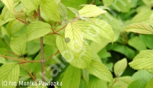 kalina japońska 'Cascade' - Viburnum plicatum 'Cascade' 