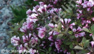 krzewuszka cudowna 'Foliis Purpureis' - Weigela florida 'Foliis Purpureis' 