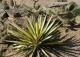 juka karolińska 'Color Guard' - Yucca filamentosa 'Color Guard' 