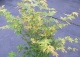 klon palmowy 'Sangokaku' - Acer palmatum 'Sangokaku' 